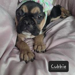 Girl 4 - Tricolors French Bulldog puppy in Florida from Brianna Hooks's French Bulldogs