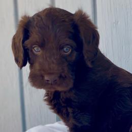 Australian Labradoodle Puppies from Quail Creek Doodles
