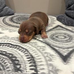 Boy 4 - Chocolate and tan male Dachshund puppy in Nacogdoches, Texas from S7 Dachsunds
