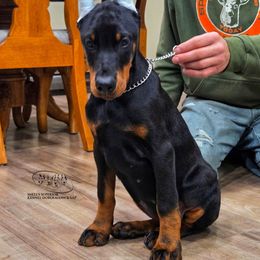 Ivy - Black and rust female Doberman Pinscher puppy in China Township, Michigan from Snell's Superior Kennel Dobermann & GSP