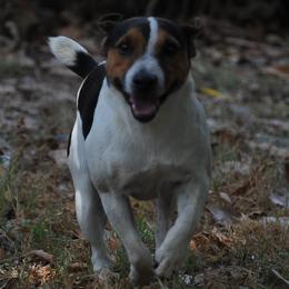 Colt - Jack Russell Terrier
