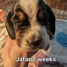 Jafar - Basset Hound puppy in Cardington, Ohio from Buckeye Bassets 419