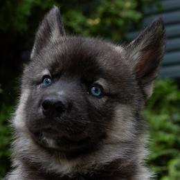 Kong - Agouti and white male Siberian Husky puppy in Grayslake, Illinois from Lamon’s Pom & Polar Pups