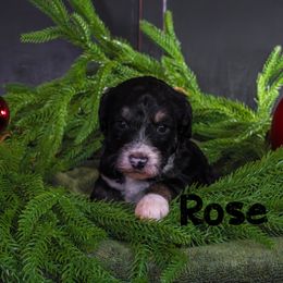 Rose - Tri-color female Bernedoodle puppy in Gentry, Arkansas from WWBar Bernedoodles