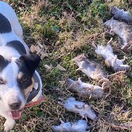 Russell Terriers from Greenlands Farm
