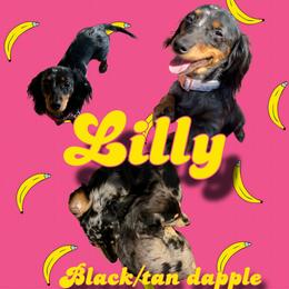 Lilly - Dachshund