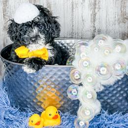 Domino - Black and white male Bernedoodle puppy in Otisville, Michigan from Danie’s Darling Doodles LLC