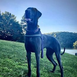 Nyx - Great Dane