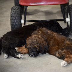 Saint Berdoodle Puppies from Highland Ridge Doodles