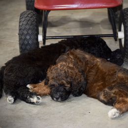 Saint Berdoodle Puppies from Highland Ridge Doodles