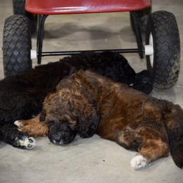 Saint Berdoodle Puppies from Highland Ridge Doodles