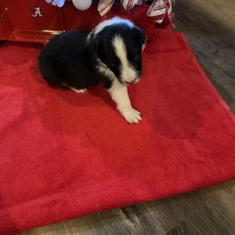 Bi Black Male 1 - Black and white male Shetland Sheepdog puppy in Tuscumbia, Alabama from Agee's World of Shelties