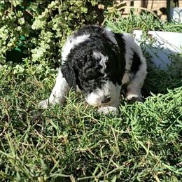Purple boy - Parti male Labradoodle puppy in San Antonio, Texas from Multigenerational Labradoodles of Central TX