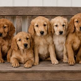 Golden Retrievers from Golden Roots Retrievers