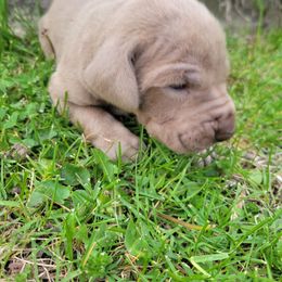Boy 2 - Silver Great Dane puppy in Columbia Stat, Ohio from Rocky Road Chocolate Danes