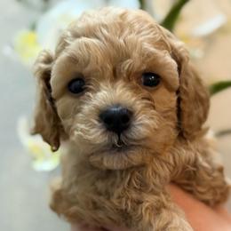 Hatch - male Cavapoochon puppy in Mt. Pleasant, Iowa from Platinum Premier Puppies