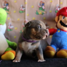 Daisy - Blue tri-color female American Bully puppy in Du Bois, Nebraska from Black Coal Bullies