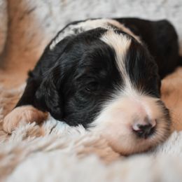 Bernedoodle Puppies from Belly Rubs