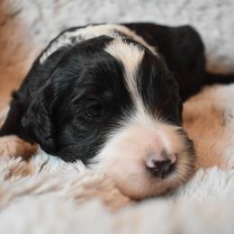 Bernedoodle Puppies from Belly Rubs