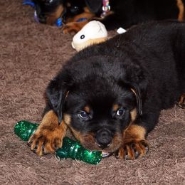 Rottweiler Puppies from Mountain High Kennels