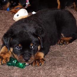 Rottweiler Puppies from Mountain High Kennels