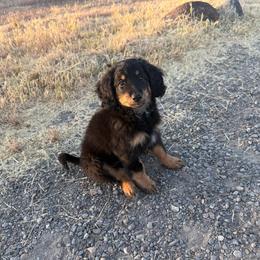 Junior - male Australian Mountain Doodle puppy in Melba, Idaho from Sleepy Hollow Mountain Doodles