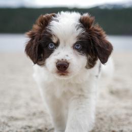 Bonnie - Brown and white female Aussiedoodle puppy in Hamilton, Montana from North Lake Aussies
