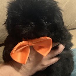 Shih Tzu Puppies from Liz Shih Tzu Cuties