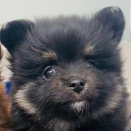 Brewski - Black and tan male Pomeranian puppy in Buck Valley, Pennsylvania from Buck Valley Pomeranians