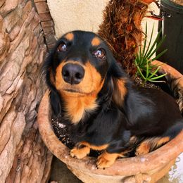Mula - Dachshund
