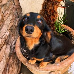 Mula - Dachshund