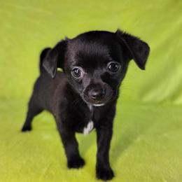 Prince Eric - Black male Chihuahua puppy in West New York, New Jersey from Pixie’s Magical Puppies