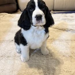 English Springer Spaniel Puppies from Timberwood English Springer Spaniels