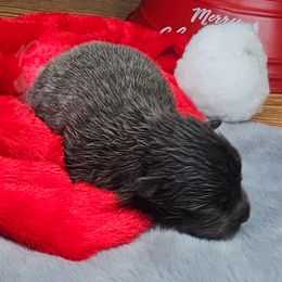 Pepper's Believer - Blue and tan male Pomeranian puppy in Plant City, Florida from Pepper's Pomeranians