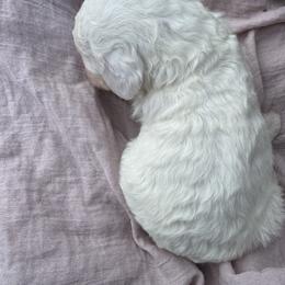 Pink Girl - Black and white female Sheepadoodle puppy in Kissimmee, Florida from Sunflower Family Farms
