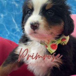 Bernedoodle and Bernese Mountain Dog Puppies from Faith and Family Farm