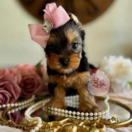 Lainey 4,813 - Black and tan female Yorkshire Terrier puppy in Pittsburg, California from Crystal Garden Yorkies