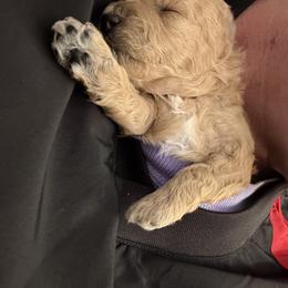 Maltipoo Puppies from Rosie’s Maltipoo’s