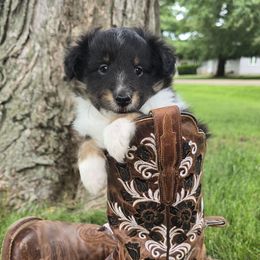 Shy Guy - Black white and tan male Shetland Sheepdog puppy in Wapello, Iowa from Willow Rayne shelties and more