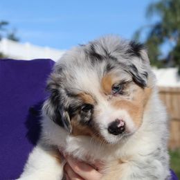 Australian Shepherd Puppies from Sandollar Aussies