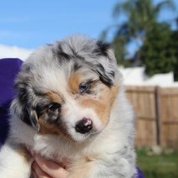 Australian Shepherd Puppies from Sandollar Aussies