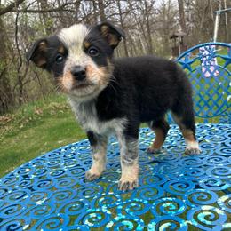 Oreo - Blue male Australian Cattle Dog puppy in Lancaster, Minnesota from Weleski Chocolate Heelers