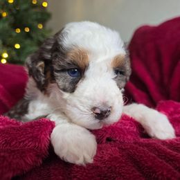 Mr Mayho - Blue merle male Bernedoodle puppy in Blackfoot, Idaho from Draper Mountain Doodles