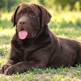 Sway - Chocolate male Labrador Retriever puppy in Nacogdoches, Texas from Westlane Dogs