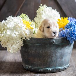 Girl 2 - Golden Retriever puppy in Franklin County, North Carolina from Cedar Bend Goldens