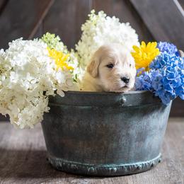 Girl 2 - Golden Retriever puppy in Franklin County, North Carolina from Cedar Bend Goldens
