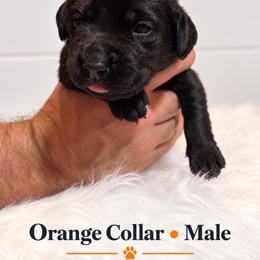 Orange collar male - Black male Labrador Retriever puppy in Imperial, Missouri from Kalkbrenner's Labrador Retrievers