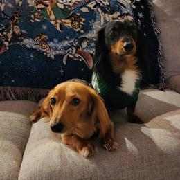 Dachshund puppies from Precious Doxies