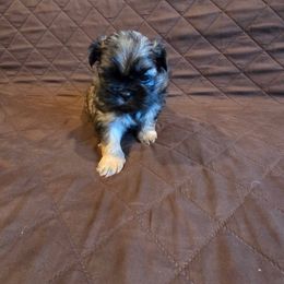 Saint - Black and tan male Shih Tzu puppy in Boston, Massachusetts from NFST IMPERIAL SHIHTZU PUPPIES