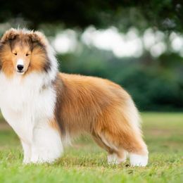 Shetland Sheepdogs from Shannon Shelties